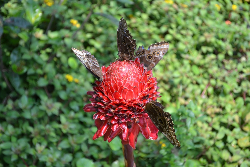 Foto: Terrariun, Jardin De Mariposas, - La Garita (Alajuela), Costa Rica
