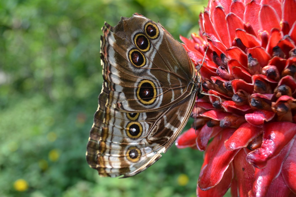 Foto: Terrariun, Jardin De Mariposas, - La Garita (Alajuela), Costa Rica