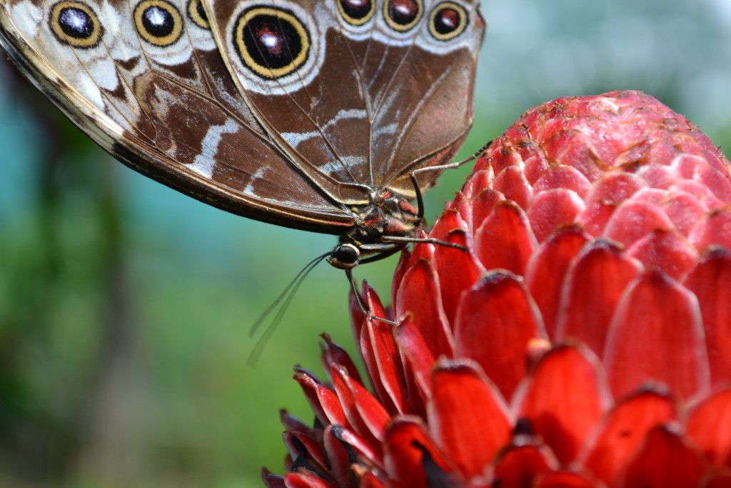 Foto: Terrariun, Jardin De Mariposas, - La Garita (Alajuela), Costa Rica