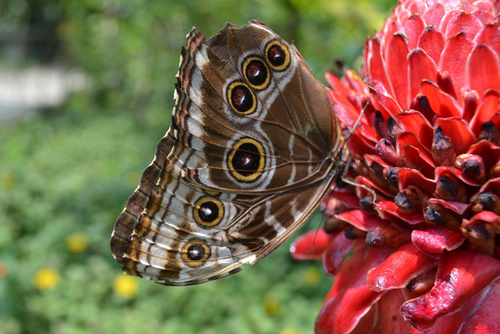 Foto: Terrariun, Jardin De Mariposas, - La Garita (Alajuela), Costa Rica