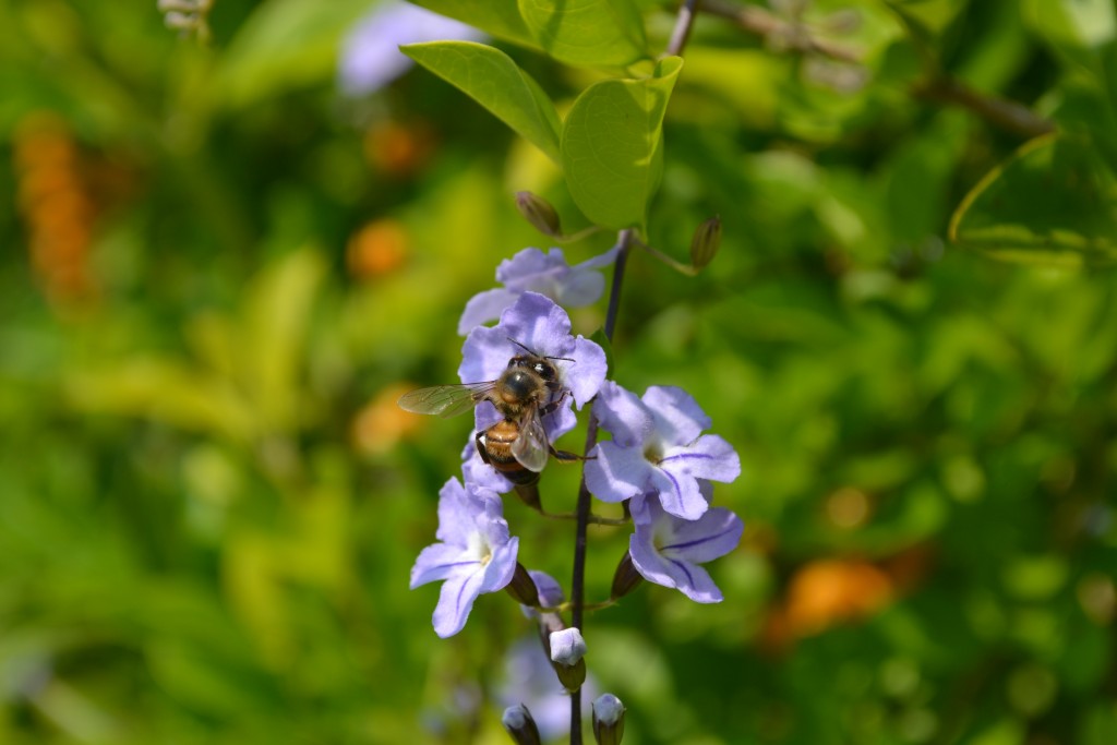 Foto: Terrariun, Jardin De Mariposas, - La Garita (Alajuela), Costa Rica