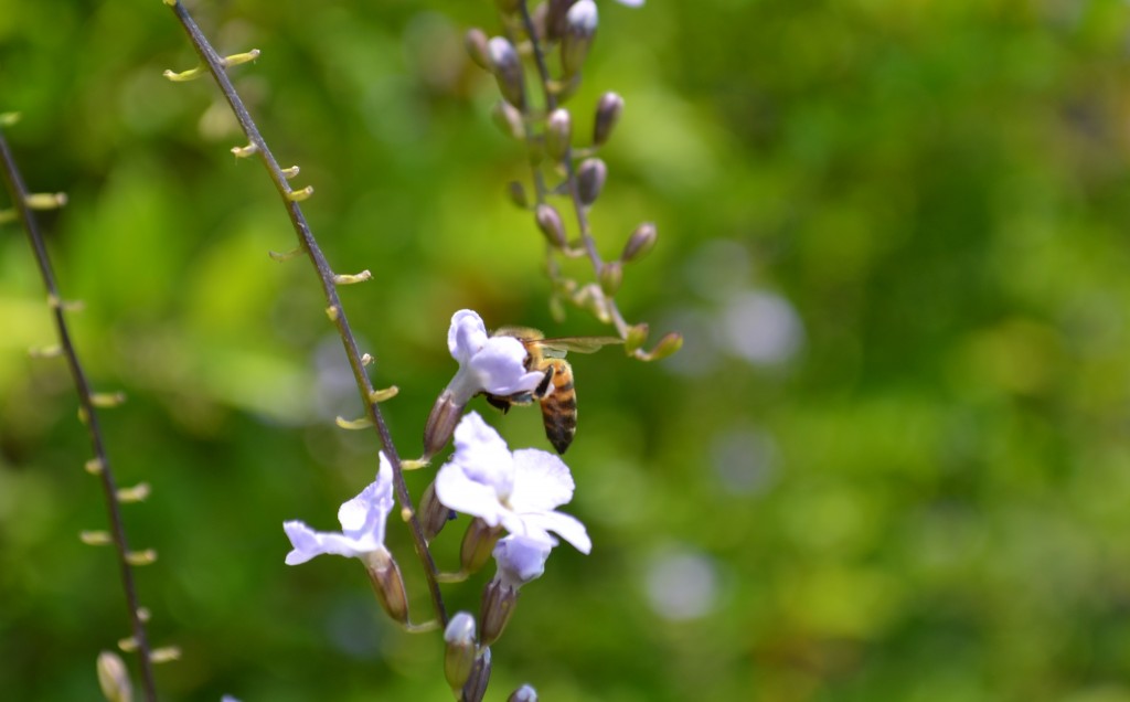 Foto: Terrariun, Jardin De Mariposas, - La Garita (Alajuela), Costa Rica