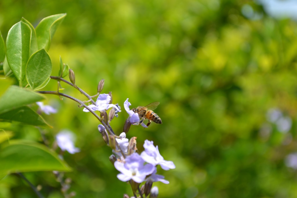 Foto: Terrariun, Jardin De Mariposas - La Garita (Alajuela), Costa Rica