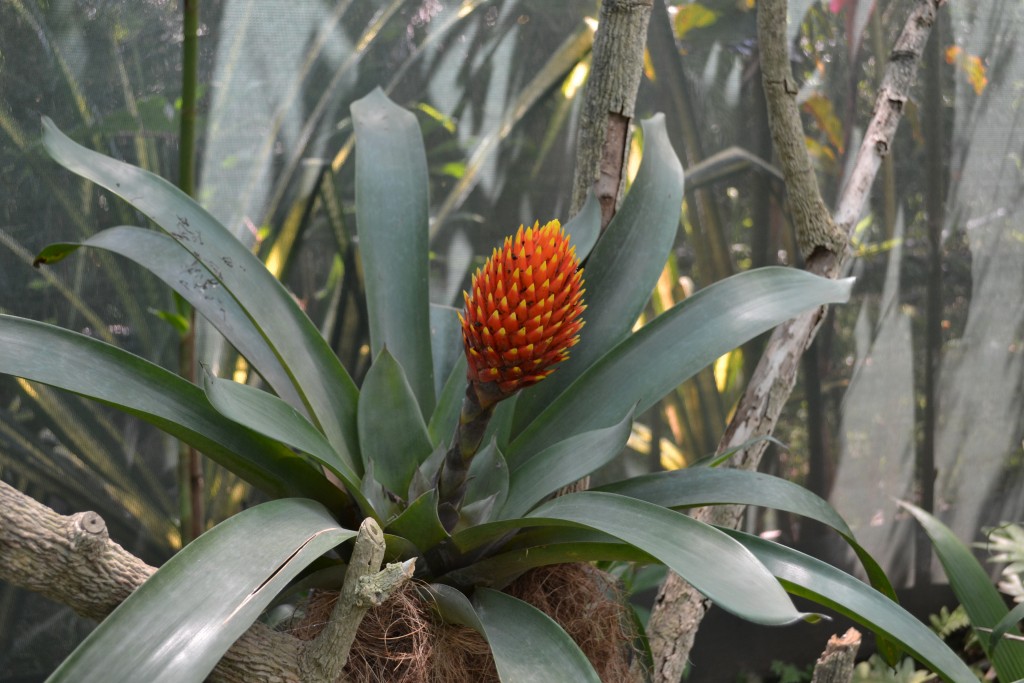 Foto: Terrariun, Jardin De Mariposas - La Garita (Alajuela), Costa Rica