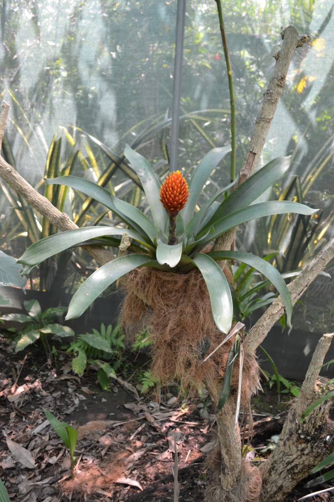 Foto: Terrariun, Jardin De Mariposas - La Garita (Alajuela), Costa Rica