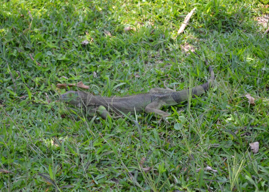 Foto: Terrariun, Jardin De Mariposas - La Garita (Alajuela), Costa Rica