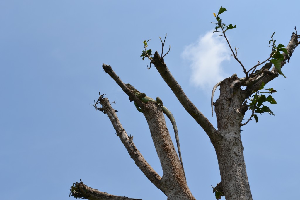 Foto: Terrariun, Jardin De Mariposas - La Garita (Alajuela), Costa Rica