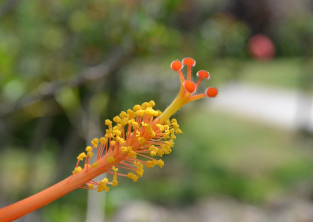 Foto: Terrariun, Jardin De Mariposas - La Garita (Alajuela), Costa Rica