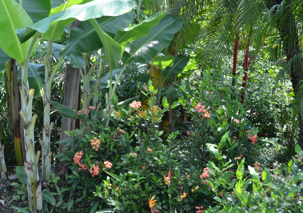Foto: Terrariun, Jardin De Mariposas - La Garita (Alajuela), Costa Rica