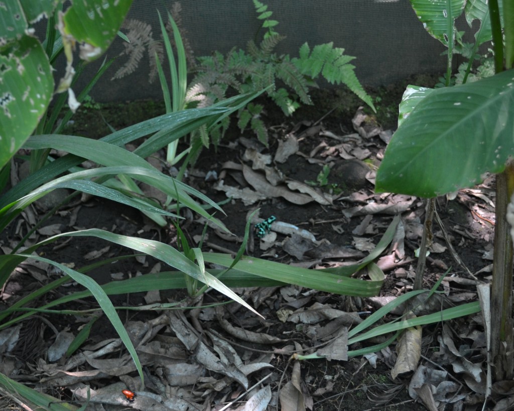 Foto: Terrariun, Jardin De Mariposas - La Garita (Alajuela), Costa Rica