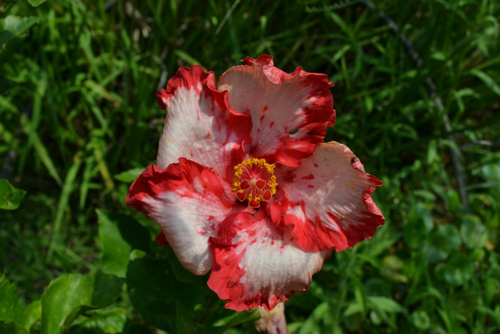 Foto: Terrariun, Jardin De Mariposas - La Garita (Alajuela), Costa Rica