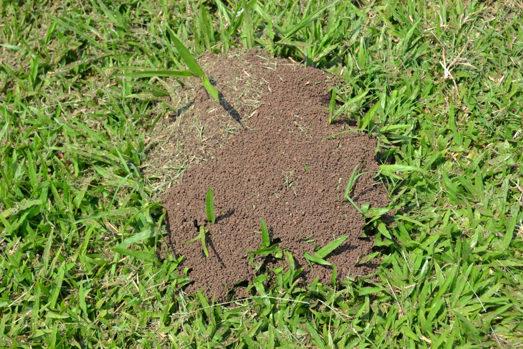 Foto: Terrariun, Jardin De Mariposas - La Garita (Alajuela), Costa Rica