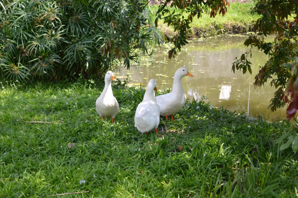 Foto: Terrariun, Jardin De Mariposas - La Garita (Alajuela), Costa Rica