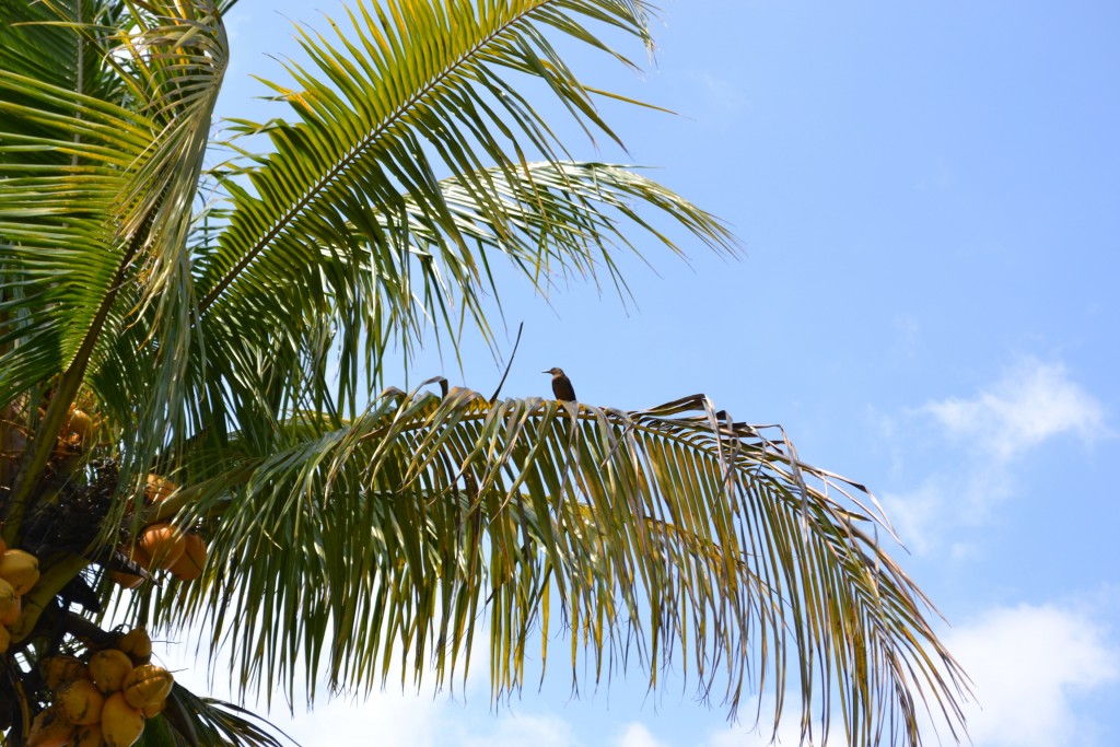 Foto: Terrariun, Jardin De Mariposas - La Garita (Alajuela), Costa Rica