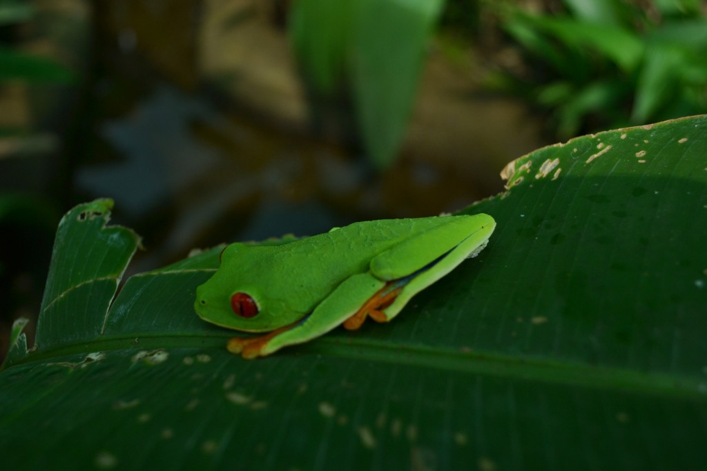 Foto: Terrariun Jardin De Mariposas - La Garita (Alajuela), Costa Rica