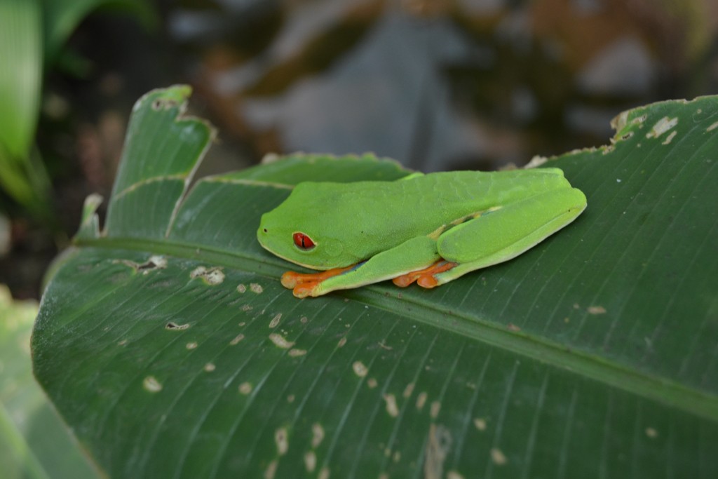 Foto: Terrariun Jardin De Mariposas - La Garita (Alajuela), Costa Rica