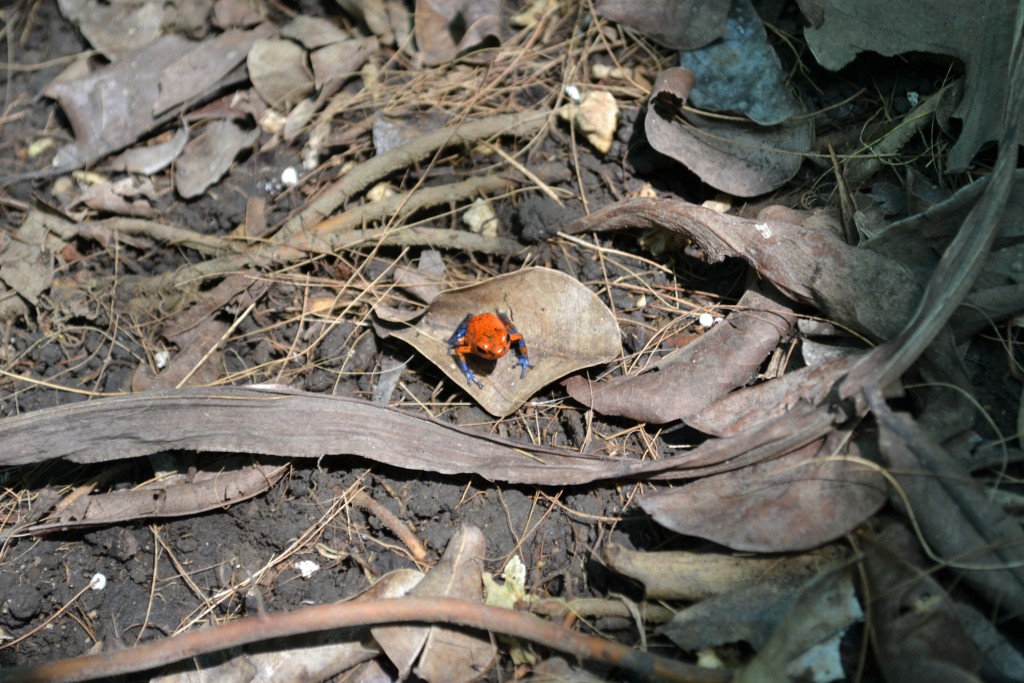 Foto: Terrariun Jardin De Mariposas - La Garita (Alajuela), Costa Rica