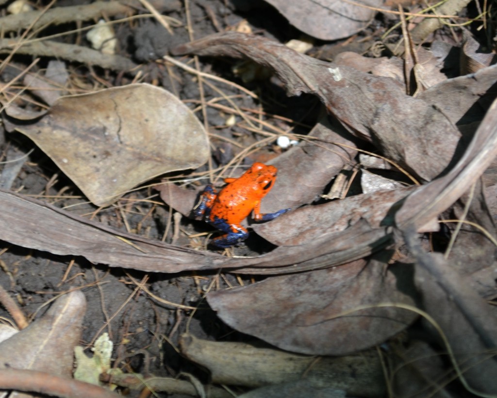 Foto: Terrariun Jardin De Mariposas - La Garita (Alajuela), Costa Rica