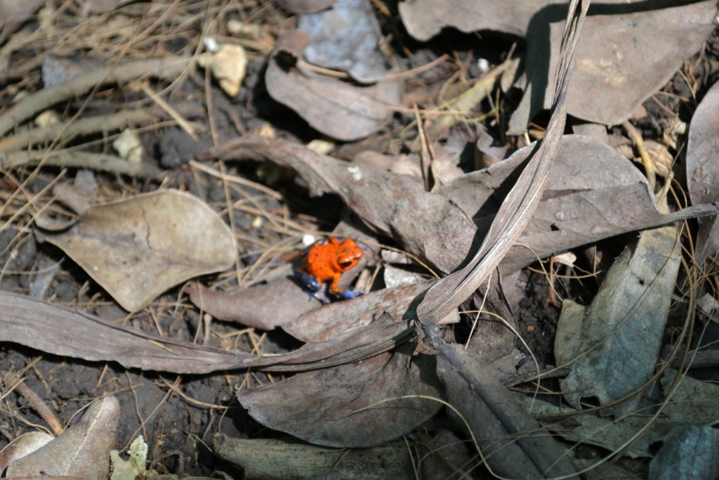 Foto: Terrariun, Jardin De Mariposas - La Garita (Alajuela), Costa Rica