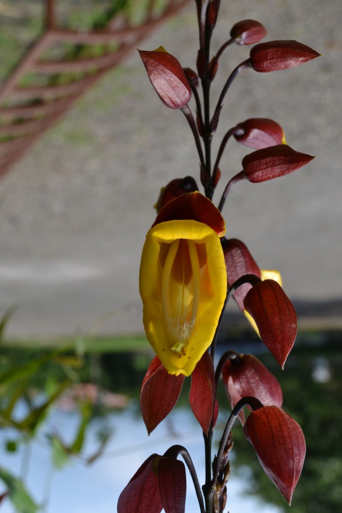 Foto: Terrariun, Jardin De Mariposas - La Garita (Alajuela), Costa Rica