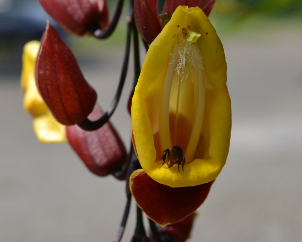Foto: Terrariun, Jardin De Mariposas - La Garita (Alajuela), Costa Rica