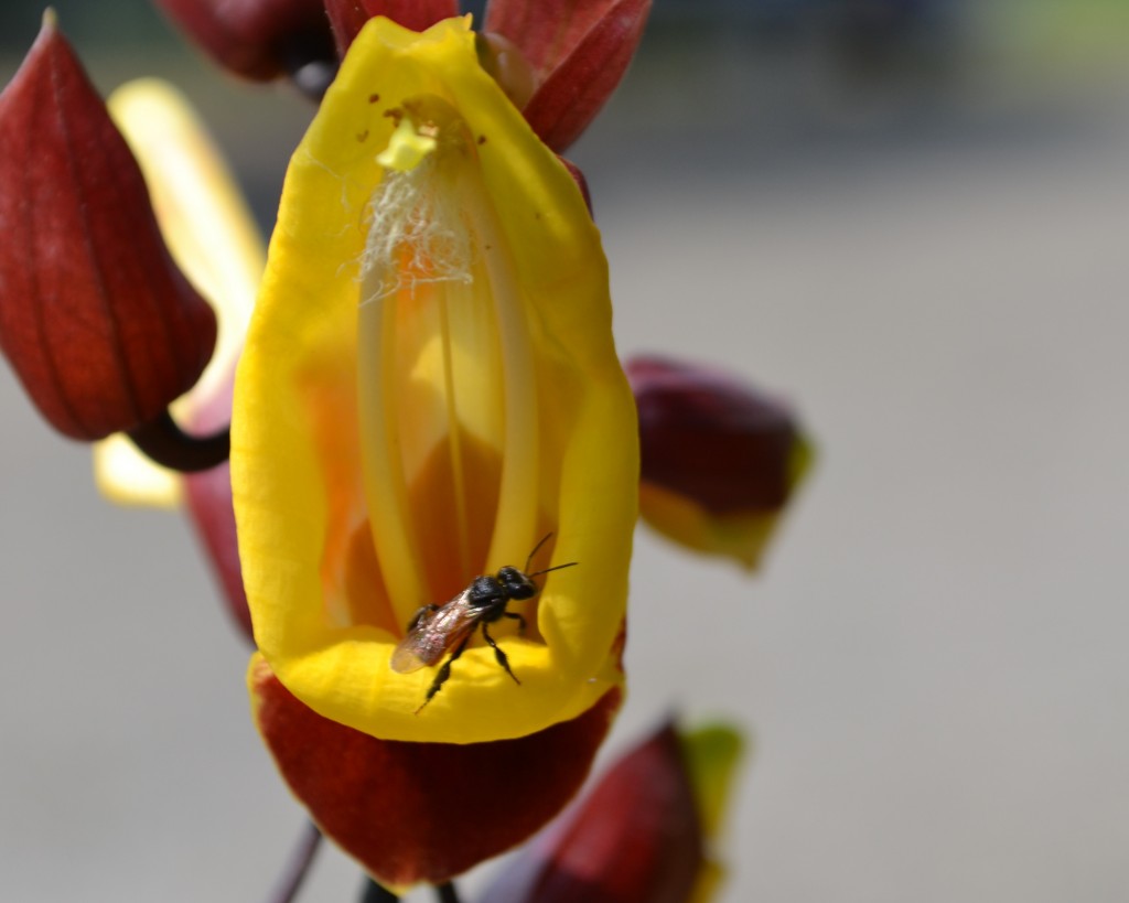 Foto: Terrariun, Jardin De Mariposas - La Garita (Alajuela), Costa Rica