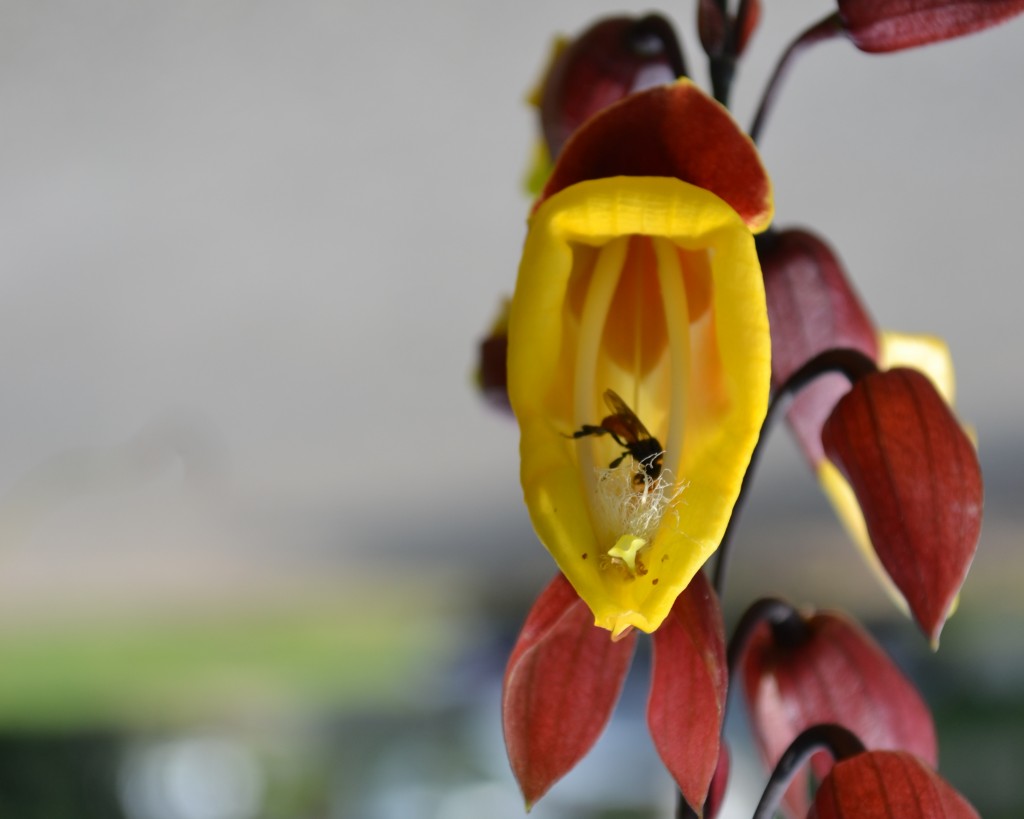 Foto: Terrariun, Jardin De Mariposas - La Garita (Alajuela), Costa Rica