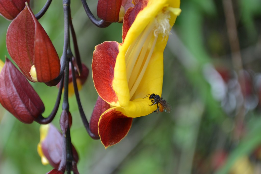 Foto: Terrariun, Jardin De Mariposas - La Garita (Alajuela), Costa Rica