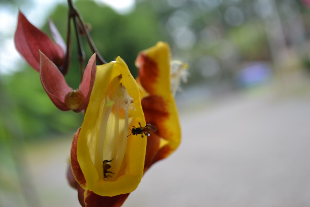 Foto: Terrariun, Jardin De Mariposas - La Garita (Alajuela), Costa Rica