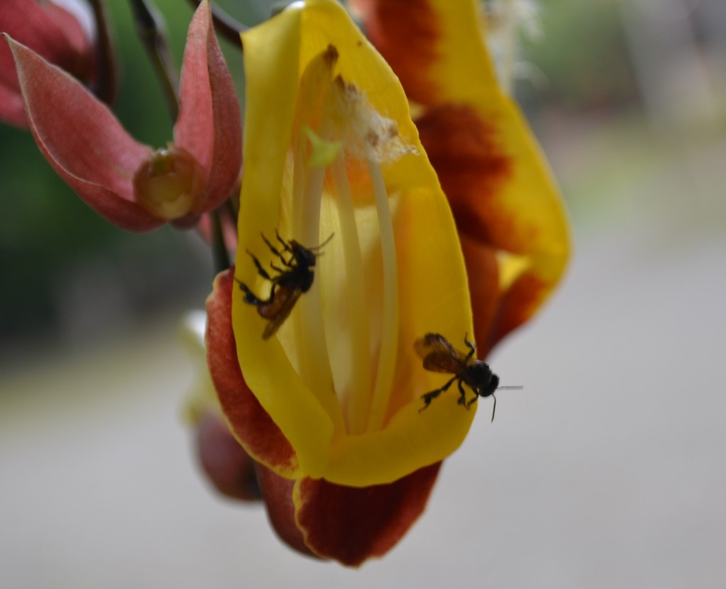 Foto: Terrariun, Jardin De Mariposas - La Garita (Alajuela), Costa Rica