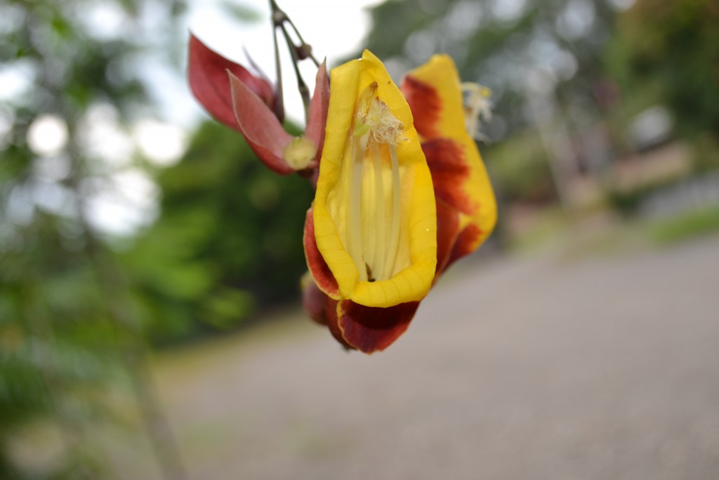 Foto: Terrariun, Jardin De Mariposas - La Garita (Alajuela), Costa Rica