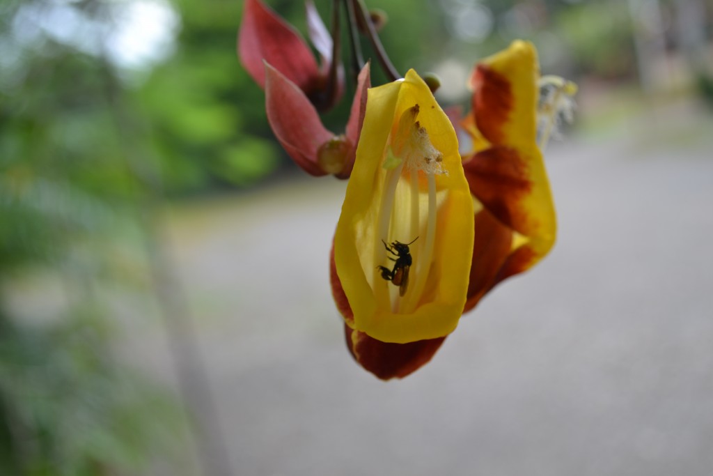 Foto: Terrariun, Jardin De Mariposas - La Garita (Alajuela), Costa Rica