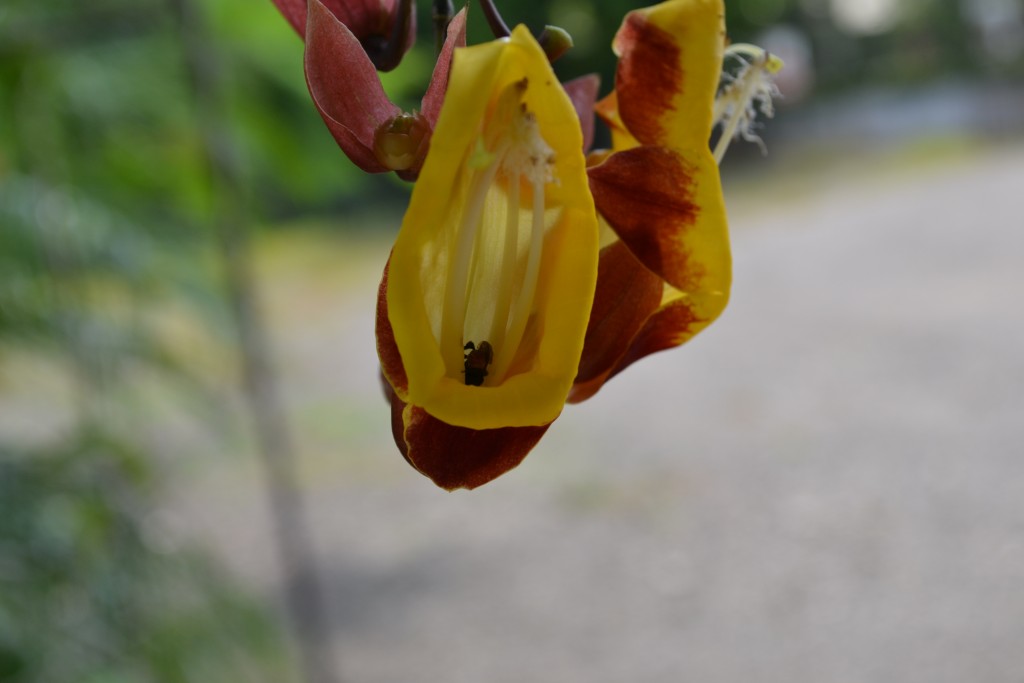 Foto: Terrariun, Jardin De Mariposas - La Garita (Alajuela), Costa Rica