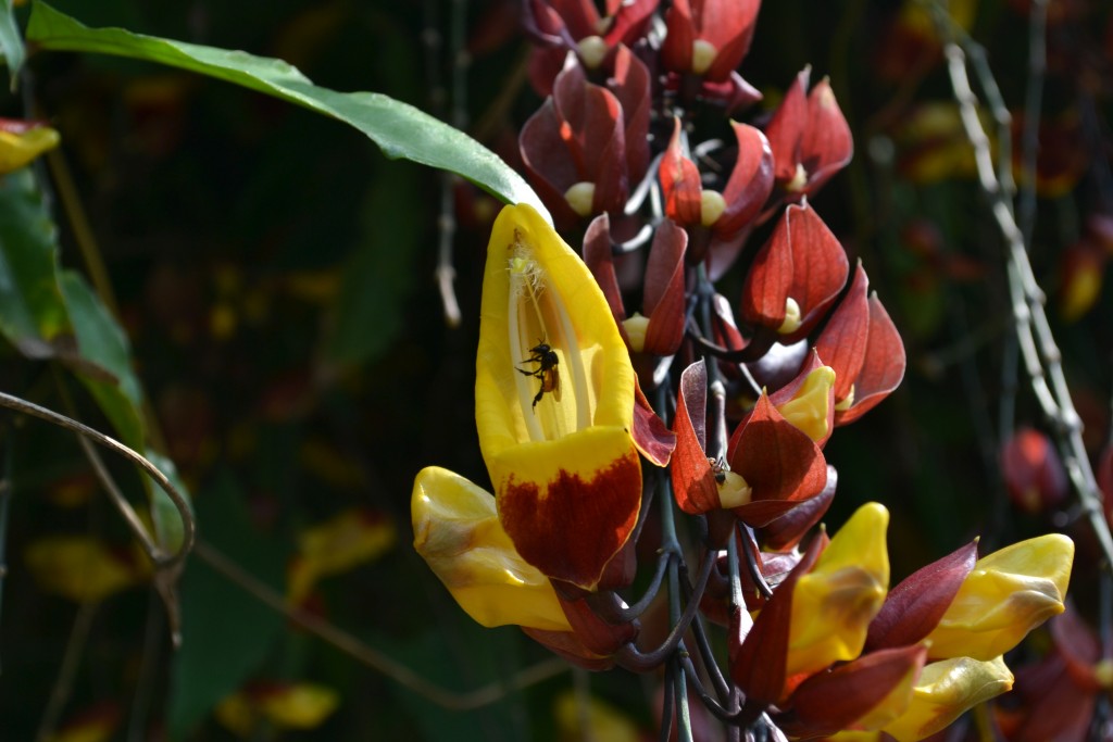 Foto: Terrariun, Jardin De Mariposas - La Garita (Alajuela), Costa Rica