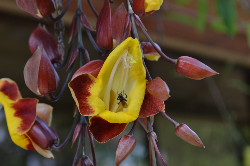 Foto: Terrariun, Jardin De Mariposas - La Garita (Alajuela), Costa Rica