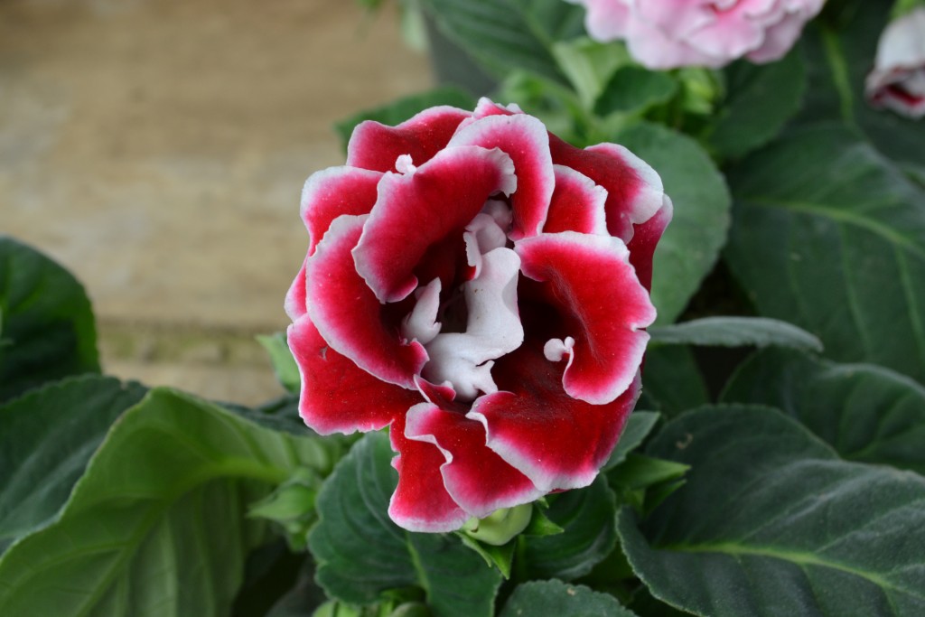 Foto: Vivero Central - La Garita (Alajuela), Costa Rica