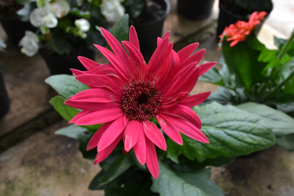 Foto: Vivero Central - La Garita (Alajuela), Costa Rica