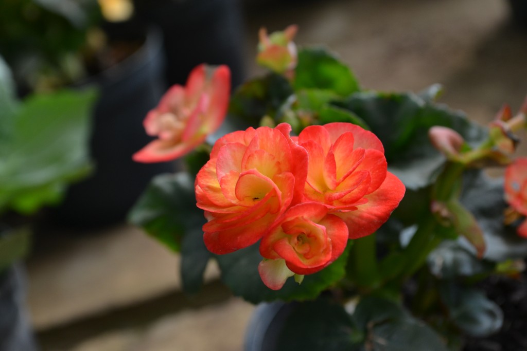 Foto: Vivero Central - La Garita (Alajuela), Costa Rica