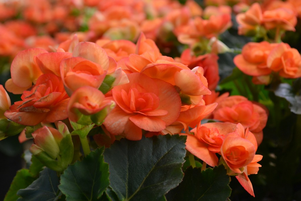 Foto: Vivero Central - La Garita (Alajuela), Costa Rica