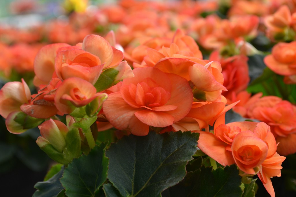 Foto: Vivero Central - La Garita (Alajuela), Costa Rica