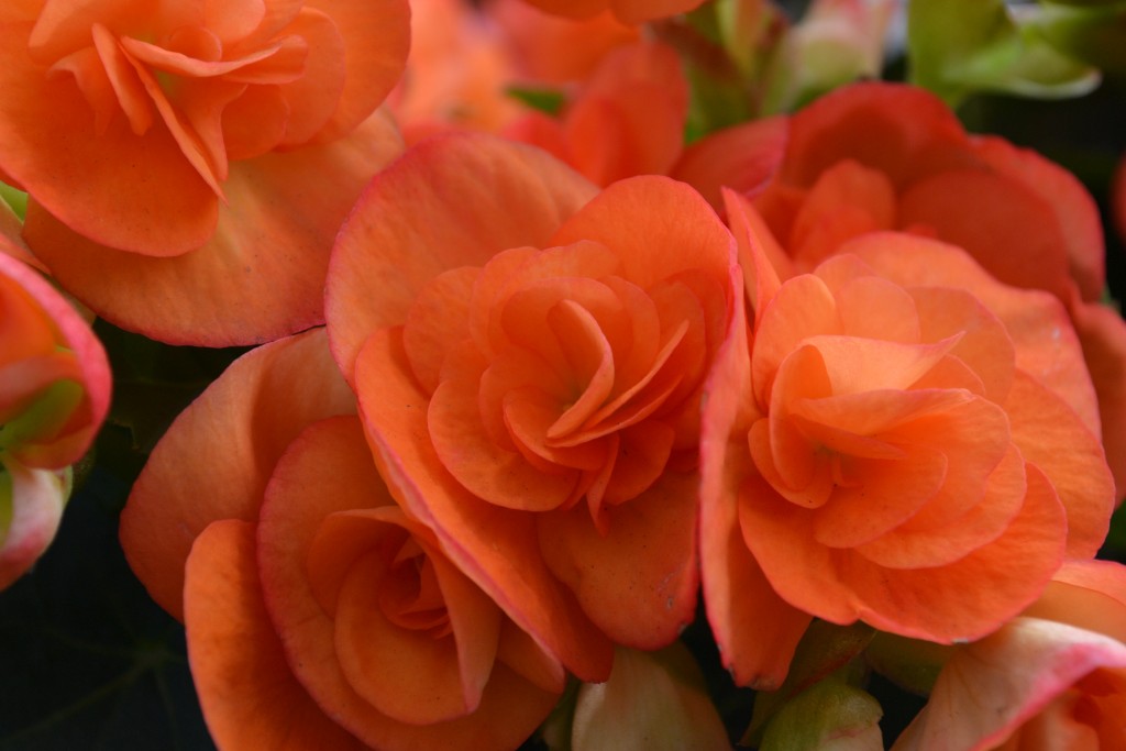 Foto: Vivero Central - La Garita (Alajuela), Costa Rica