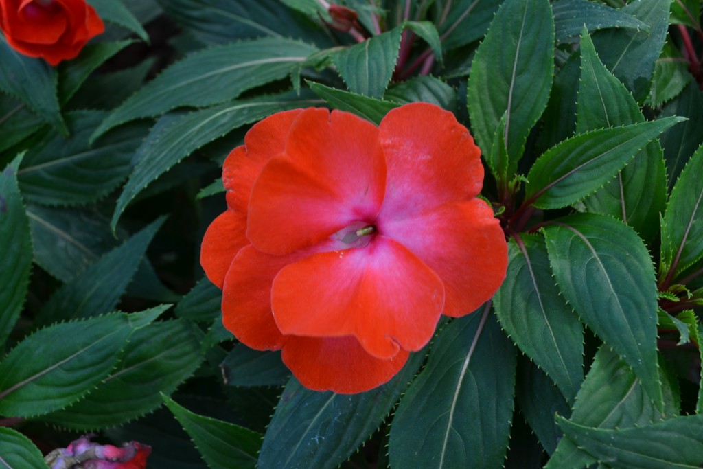 Foto: Vivero Central - La Garita (Alajuela), Costa Rica