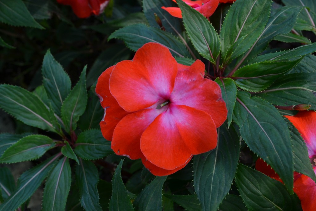 Foto: Vivero Central - La Garita (Alajuela), Costa Rica