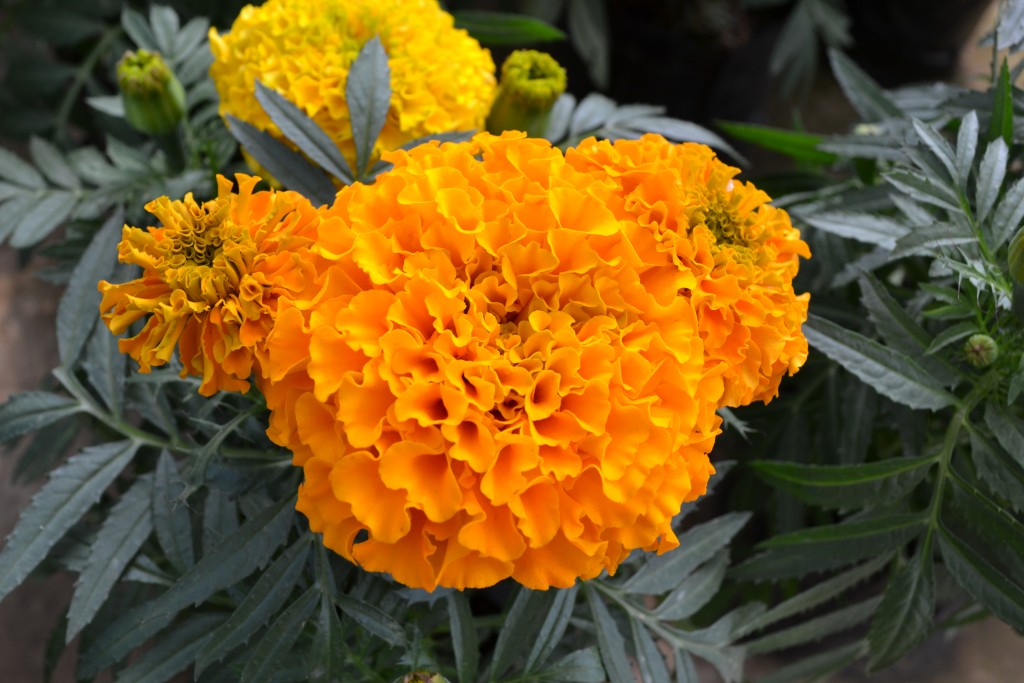 Foto: Vivero Central - La Garita (Alajuela), Costa Rica