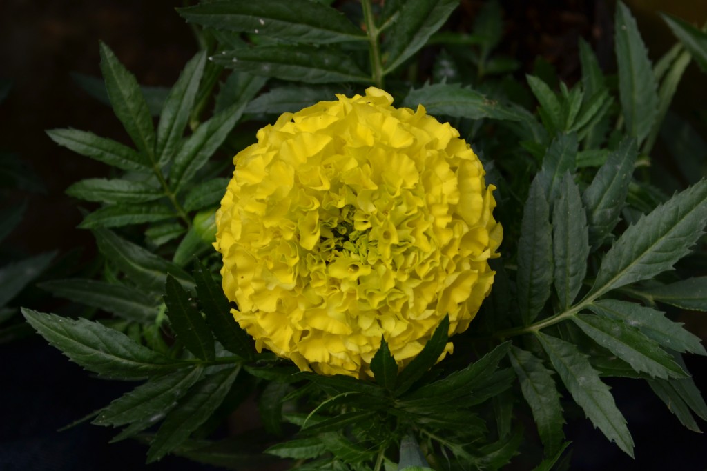 Foto: Vivero Central - La Garita (Alajuela), Costa Rica