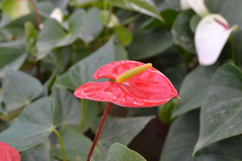 Foto: Vivero Central - La Garita (Alajuela), Costa Rica