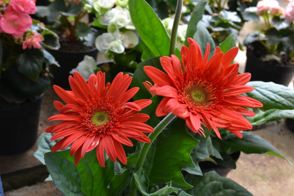 Foto: Vivero Central - La Garita (Alajuela), Costa Rica