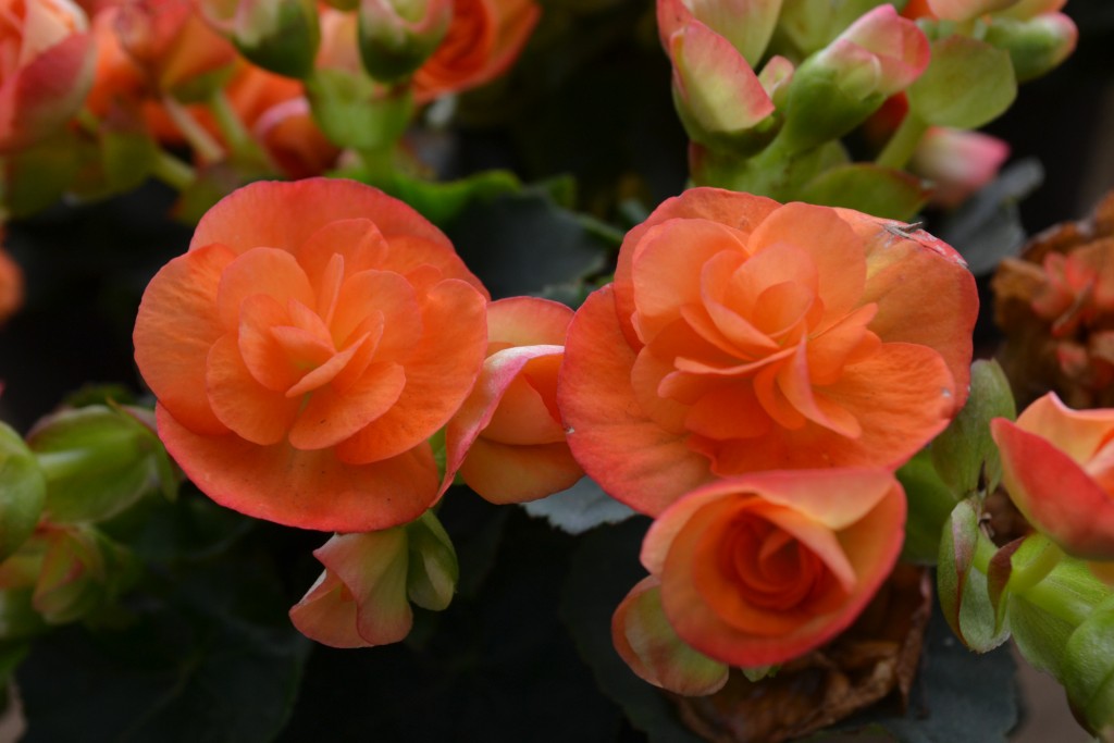 Foto: Vivero Central - La Garita (Alajuela), Costa Rica