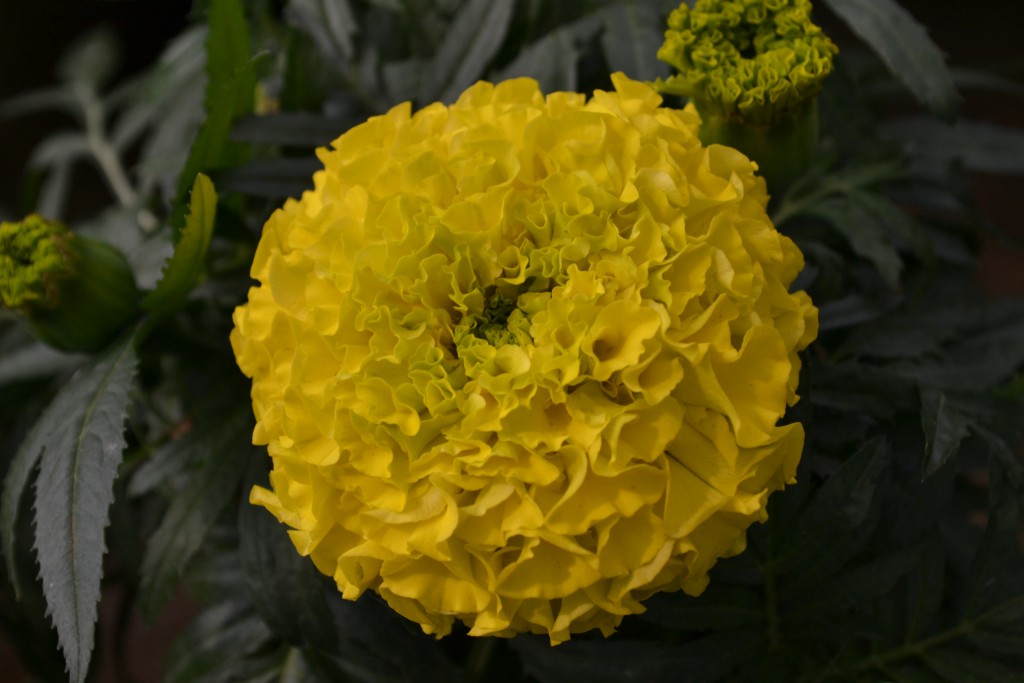 Foto: Vivero Central - La Garita (Alajuela), Costa Rica