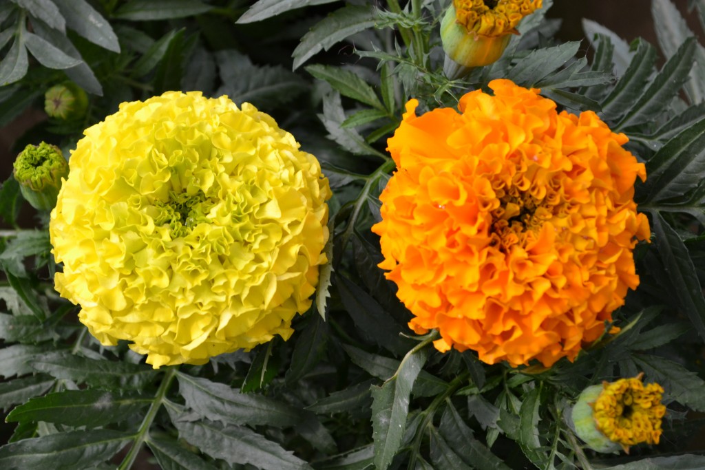 Foto: Vivero Central - La Garita (Alajuela), Costa Rica